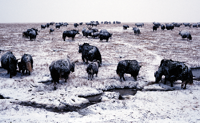 ����ԭ�꡷ ͯ��ǿ