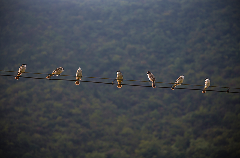 ����ɽ������