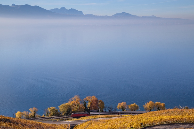 ������ɽɫ������֥ ��