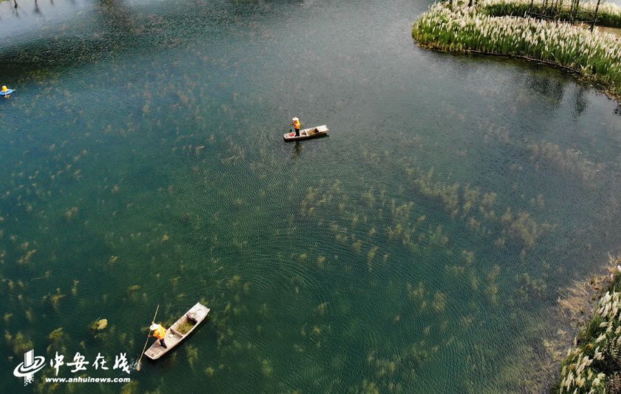 中安在线水下森林绿意浓潺潺清水绕城来组图